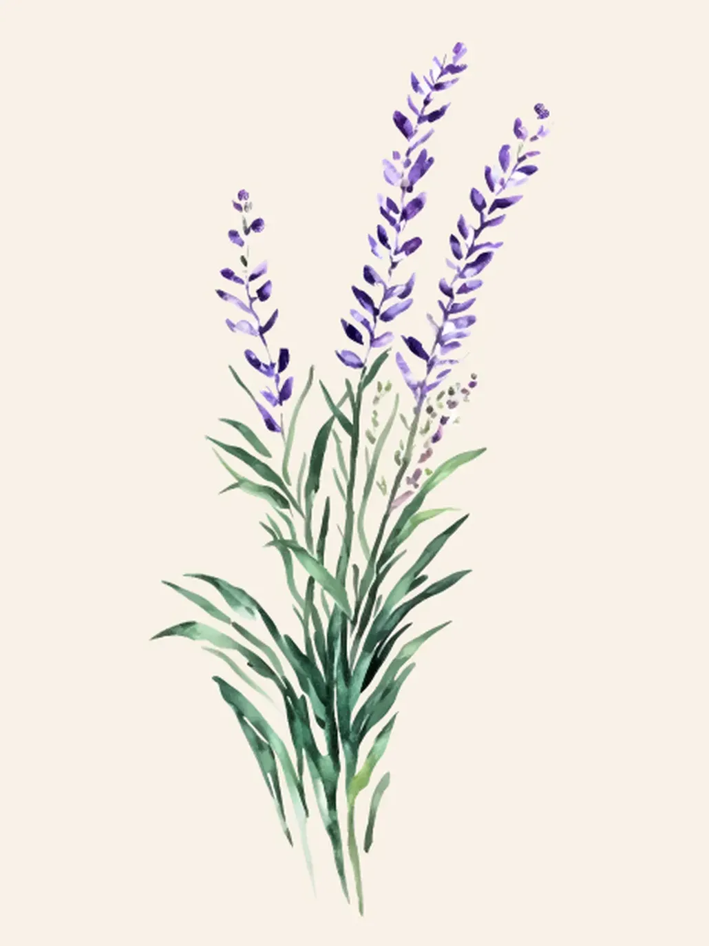 2025 05 08 Lavanda