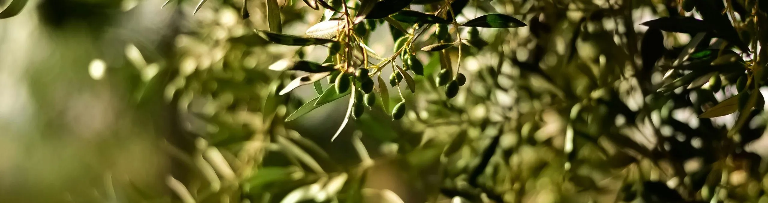 Pexels juliasakelli 1047312